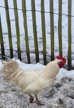 Groenlegger haan, Dieren en Toebehoren, Pluimvee, Mannelijk, Kip