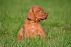 Vizsla pup te koop (reutje) - Ouders aanwezig, Dieren en Toebehoren, Honden | Setters en Staande honden, België, CDV (hondenziekte)