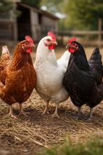 Poules pondeuses, Enlèvement