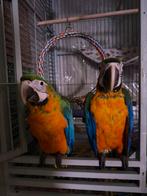 Ara Catalina Macaw poppen, Femelle, Parleur