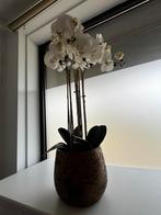 Valse orchidee in pot, Enlèvement, Comme neuf