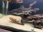 Tiger shovelnose 47 cm, Dieren en Toebehoren, Vissen | Aquariumvissen