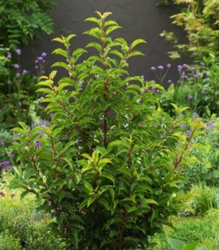 Portugese Laurier Prunus Lusitanica ‘ Brenelia ’, Jardin & Terrasse, Plantes | Arbustes & Haies, Haie, Laurier, Enlèvement