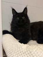 Maine Coon kitten, Animaux & Accessoires, Chatte ou Chat, Avec pedigree, 0 à 2 ans