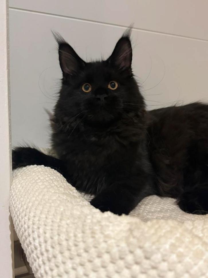 Maine Coon kitten, Animaux & Accessoires, Chats & Chatons | Chats de race | Poil long, Chatte ou Chat, 0 à 2 ans, Avec pedigree