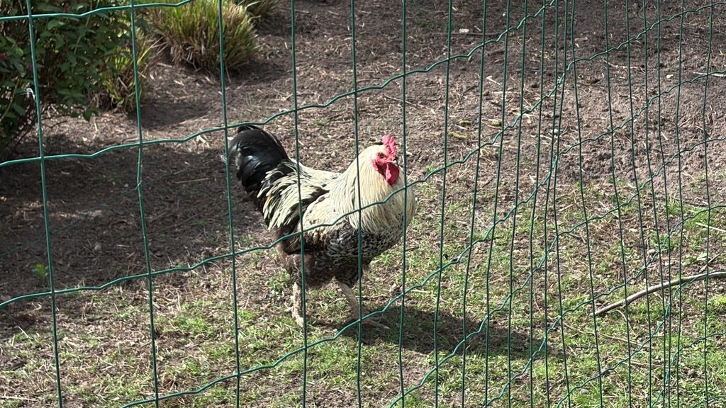 Haan, Mannelijk, Kip