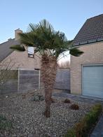 Volwassen Trachycarpus palmboom – zelf uit te graven, Tuin en Terras, Planten | Bomen, Ophalen, Volle zon, Palmboom, 100 tot 250 cm