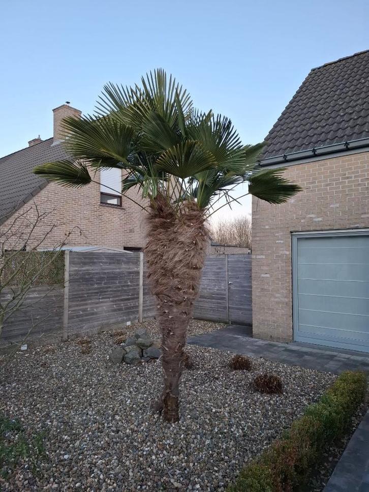 Volwassen Trachycarpus palmboom – zelf uit te graven, Tuin en Terras, Planten | Bomen, Palmboom, 100 tot 250 cm, Volle zon, Ophalen