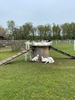 Super tamme papfleslammetjes bokjes, Dieren en Toebehoren, Schapen, Geiten en Varkens, Mannelijk, Geit, 0 tot 2 jaar