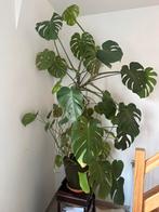 Monstera Deliciosa, Maison & Meubles, Plantes d'intérieur, Enlèvement ou Envoi