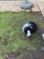 Zwart met wit dwegkonijntje mannetje, Jardin & Terrasse, Étangs, Enlèvement, Comme neuf