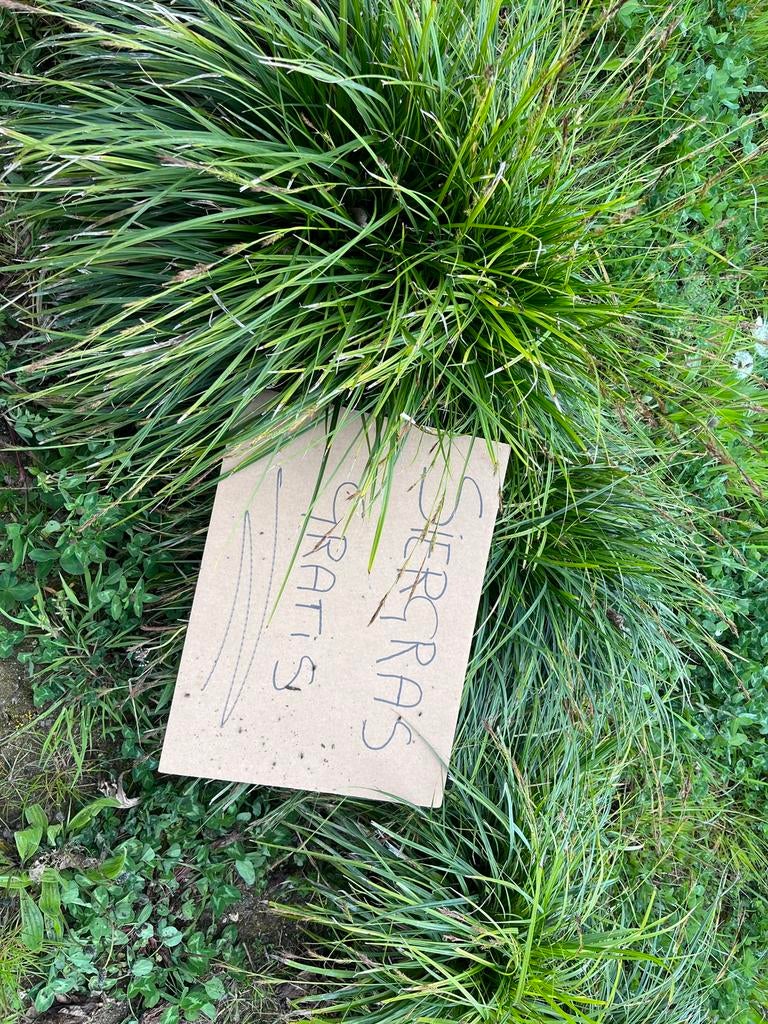 Siergras, Tuin en Terras, Planten | Tuinplanten, Ophalen