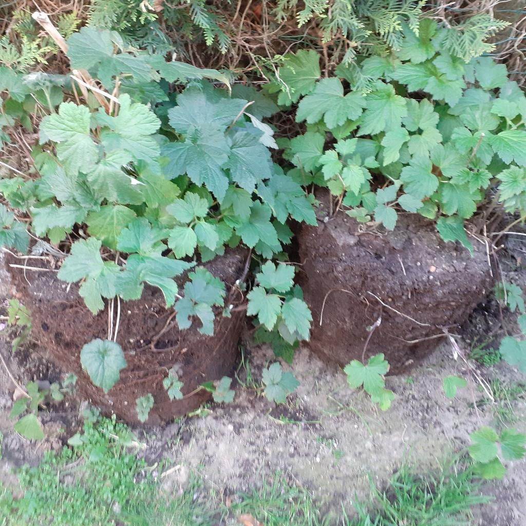 Anemonen, Ophalen, Winter