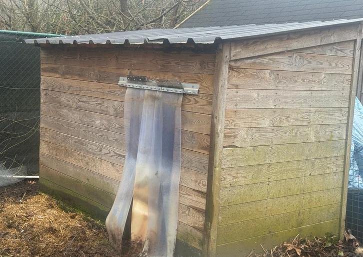 Gratis speciaal geïsoleerd hobbyvarkens hok van 3000 euro., Dieren en Toebehoren, Schapen, Geiten en Varkens, Varken, Vrouwelijk