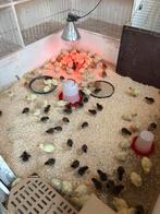 Verschillende kuikens beschikbaar, Dieren en Toebehoren, Pluimvee, Meerdere dieren, Overige soorten