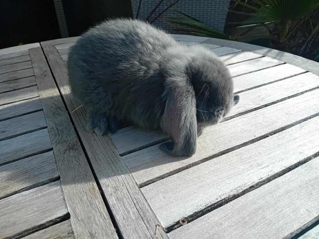 Franse hangoren, Mâle, Grand, Oreilles tombantes, 0 à 2 ans