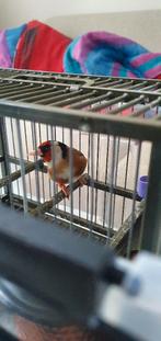 Chardonneret parva, Mâle