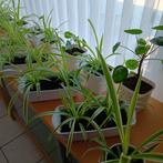 Lot de plantes d'intérieur, Maison & Meubles, Plantes d'intérieur, Enlèvement