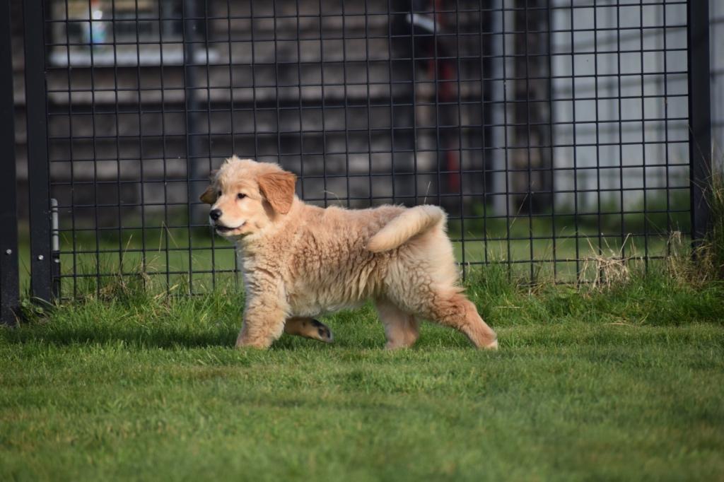 Chiots Golden Retriever, 15 semaines à 1 an, Golden retriever, Hépatite contagieuse (maladie de Rubarth), Éleveur | Professionnel