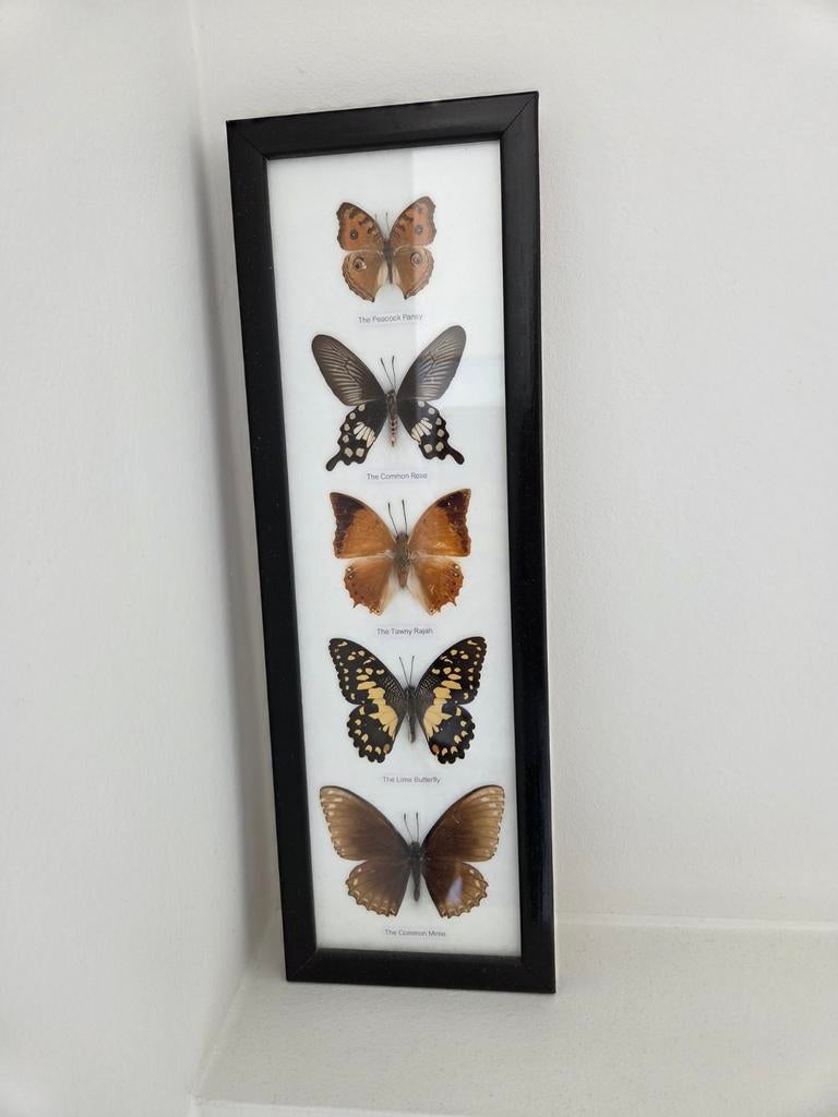 Cadre papillon décoratif - cadre noir - décoration murale, Enlèvement ou Envoi