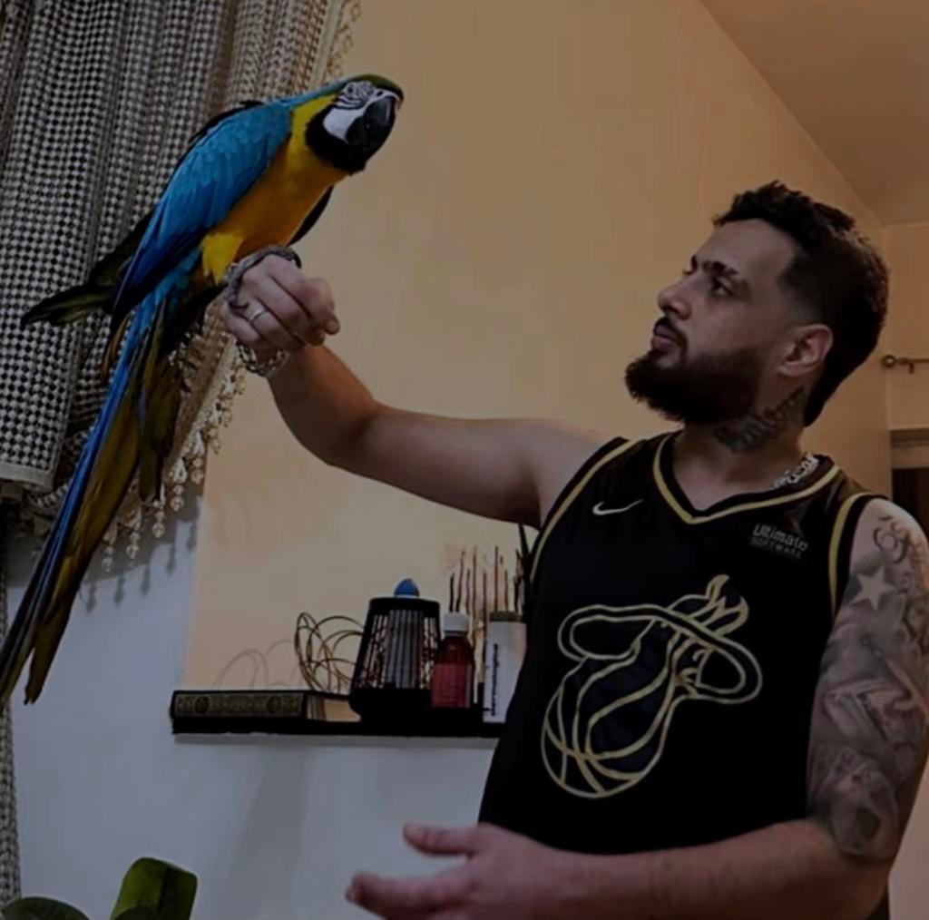 Av perroquet ara bleu mal, Animaux & Accessoires, Enlèvement ou Envoi