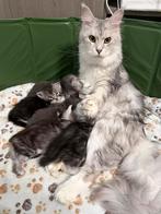 Prachtige Maine Coon kittens, Chatte ou Chat, Avec puce électronique, 0 à 2 ans
