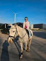 Recreatief paard, Hongre, Débourré, 3 à 6 ans, Vermifugé