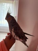 Valkparkiet Tam, Domestique