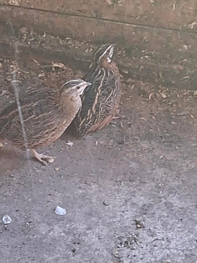 2 kwartels zoeken nieuwe thuis