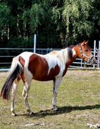 Paint merrie, Dieren en Toebehoren, Paarden, Merrie, Zadelmak