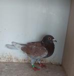 MOOIE RODE DOFFER VOOR DE FOND, Dieren en Toebehoren, Mannelijk, Postduif