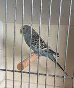 Grasparkiet, Dieren en Toebehoren, Vrouwelijk, Parkiet, Geringd