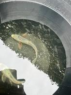 Koi s, Dieren en Toebehoren, Karper of Koi