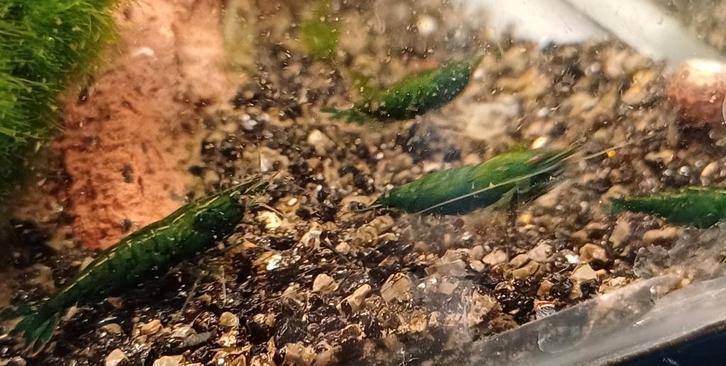 Green Jade garnalen Zondag 1 maart 12/17 uur aanbieding, Animaux & Accessoires, Poissons | Poissons d'aquarium, Poisson d'eau douce