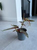 Begonia Masculata stekje, Ophalen