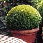 Buxus bollen 75+, Tuin en Terras, Planten | Tuinplanten, Ophalen