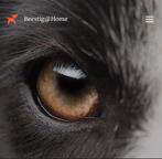 Huisdierenoppas - Uitlaatservice - Dierentaxi