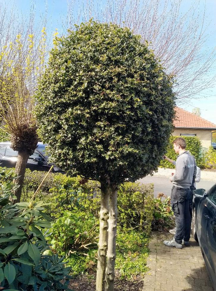 wintergroene hulst 2 stammig mooie kroon, Tuin en Terras, Planten | Tuinplanten, Ophalen