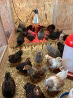 Wyandotte kriel, Dieren en Toebehoren, Meerdere dieren, Kip