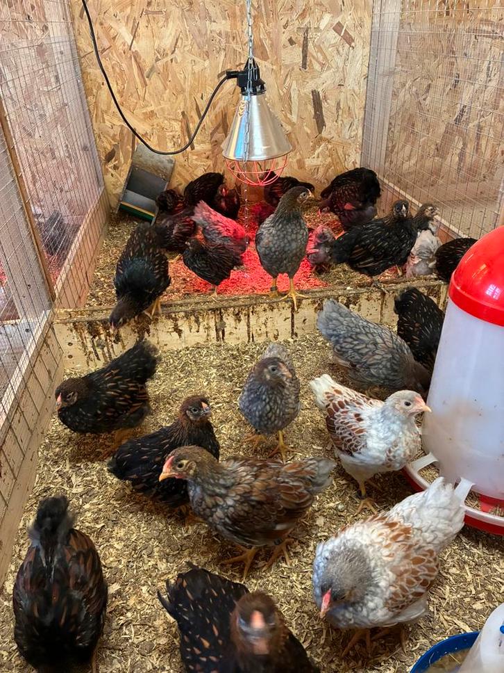 Wyandotte kriel, Dieren en Toebehoren, Pluimvee, Kip, Meerdere dieren