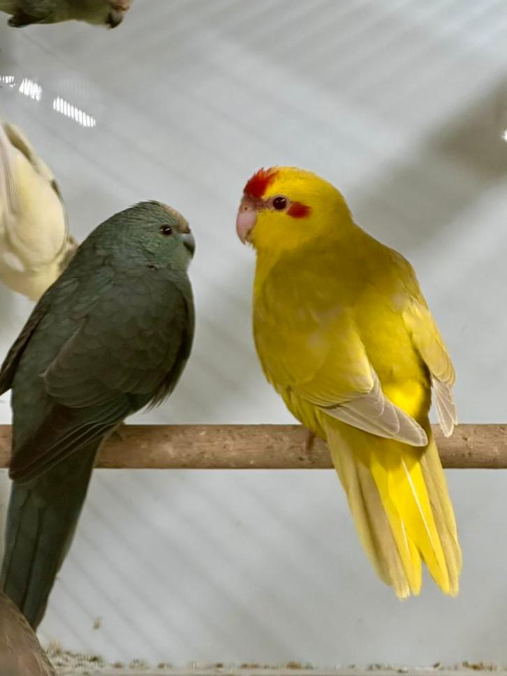 Jonge Kakariki, mannen en poppen, Animaux & Accessoires, Oiseaux | Perruches & Perroquets, Perruche, Plusieurs animaux, Bagué