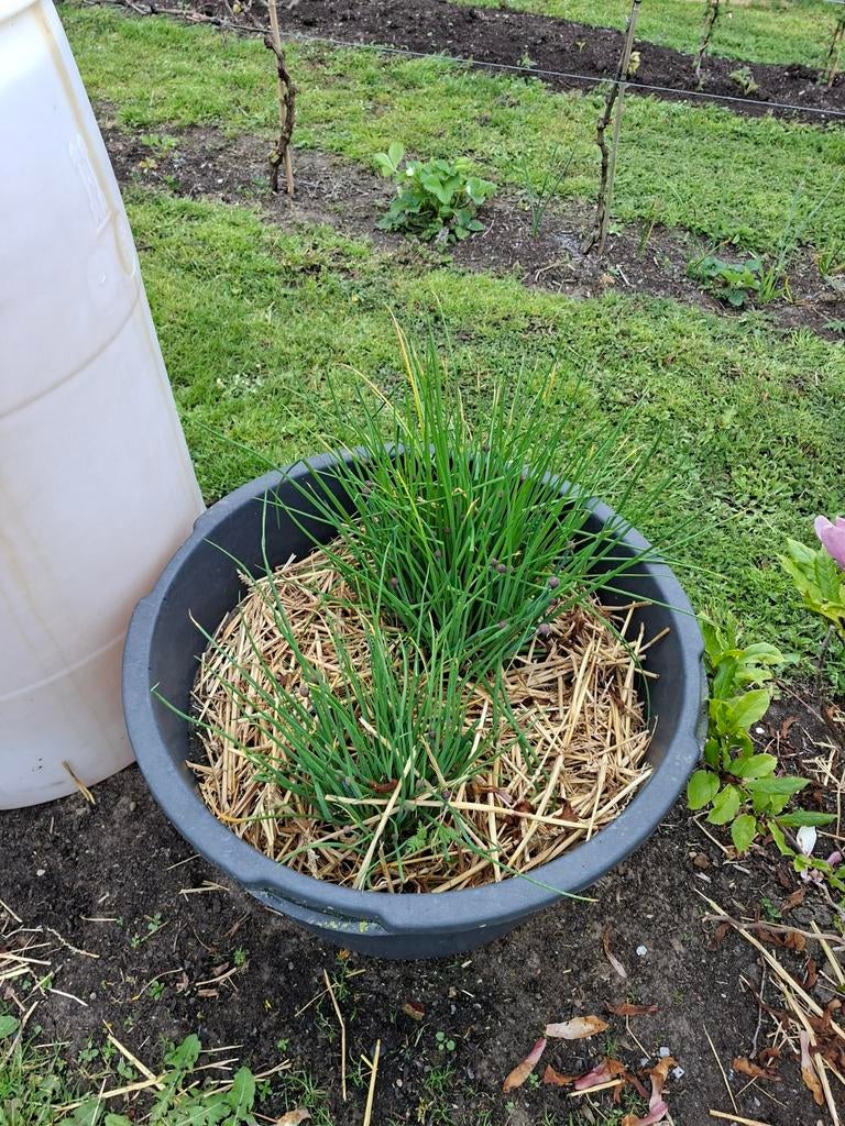 Bio bieslook voor op terras of tuin, Ophalen