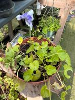 Klimviooltje, Ophalen