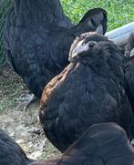 Antwerpse baardkriel hennen zwart, Dieren en Toebehoren, Pluimvee