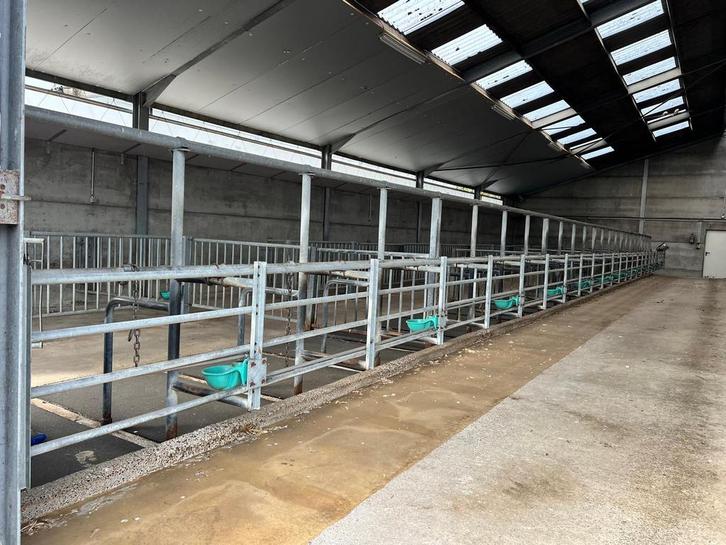 Binneninrichting rundveestal, Dieren en Toebehoren, Runderen