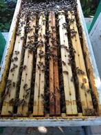 bijenvolk 6 raams kempisch, Abeilles