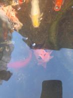 3 goudvissen in goede gezondheid, Poisson, Poisson d'eau douce