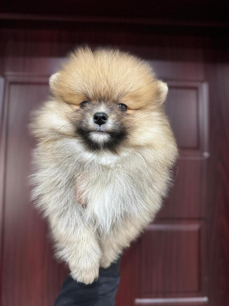 Prachtige mini Pomeriaan pups (bear face), Dieren en Toebehoren, Parvo, België, Particulier, Keeshond