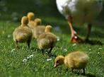 GEZOCHT kuikens van ganzen!, Dieren en Toebehoren, Pluimvee, Meerdere dieren, Gans of Zwaan