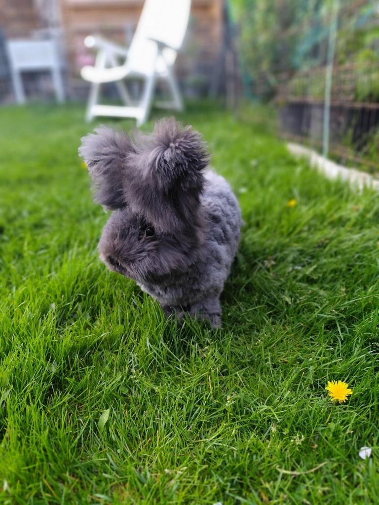 Ras zuivere Engelse Angora baby's, Ophalen, Verzorging